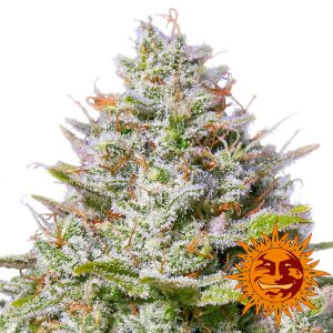 Semillas feminizadas Blue Gelato 41 de Barney's Farm