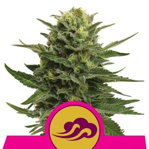 Blue Mystic Royal Queen