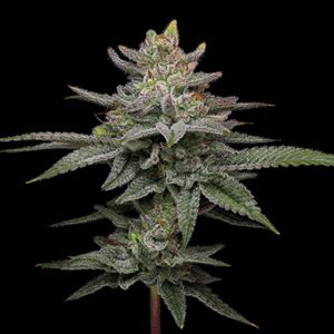 semillas feminizadas Blueberry Cupcake para cultivo