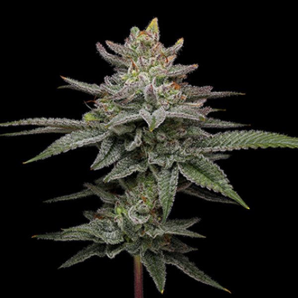 semillas feminizadas Blueberry Cupcake para cultivo