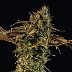 Blueberry Headband 5 ud Humboldt Seed Organization