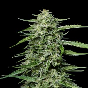 semillas feminizadas Blueberry Honey para cultivo