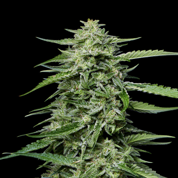 semillas feminizadas Blueberry Honey para cultivo