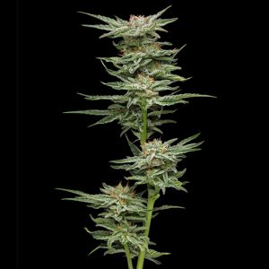 semillas feminizadas Blueberry Muffin para cultivo