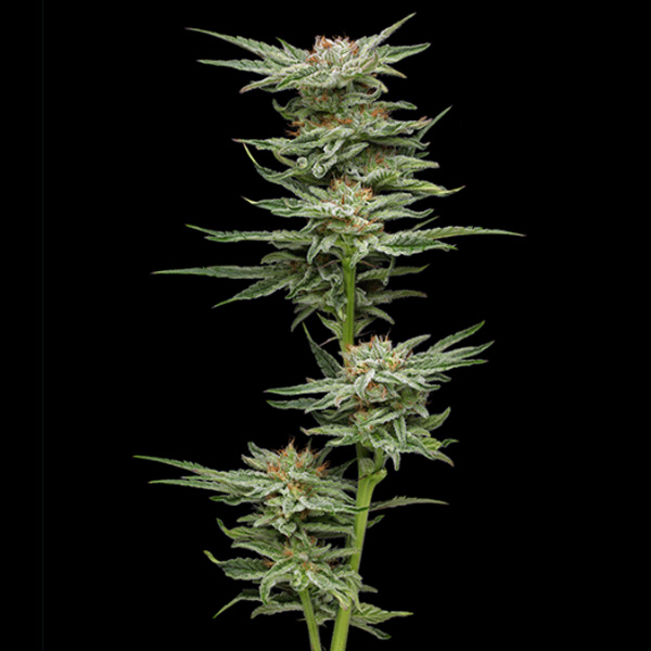 semillas feminizadas Blueberry Muffin para cultivo