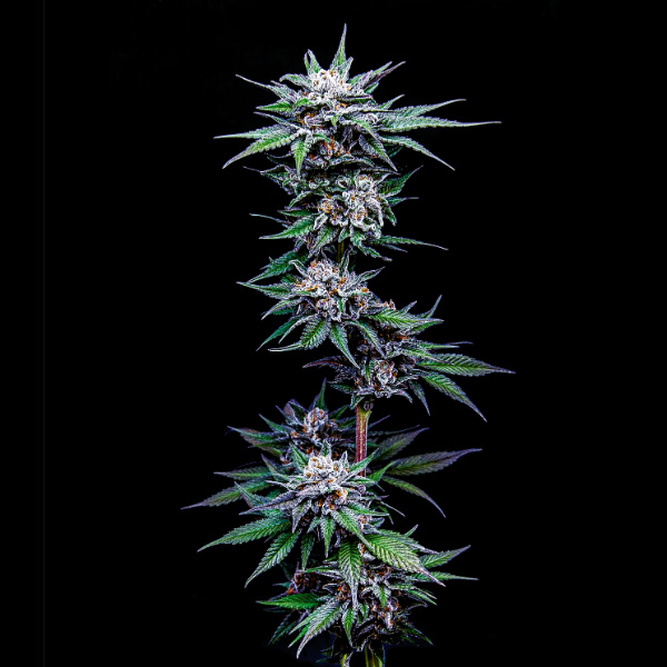 semillas feminizadas Blueberry Pancakes de Humboldt Seeds Company