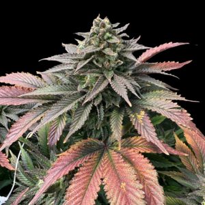 Boobies Limited Edition Gratefull Seeds