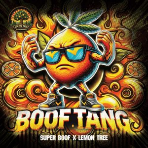 Semillas feminizadas Boof Tang de Elev8 Seeds para cultivo de cannabis