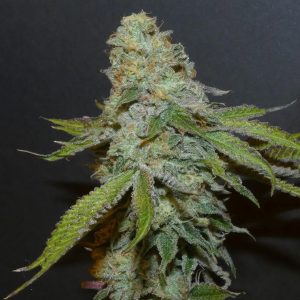 semillas feminizadas Boofalicius 3+1 de Bask Triangle Farms para cultivo