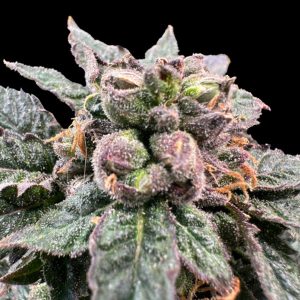Bro Science Gratefull Seeds