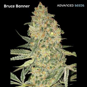 Bruce Banner Advanced Seeds
