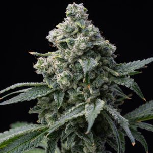 semillas feminizadas Bruce Banner de Barney's Farm para cultivo