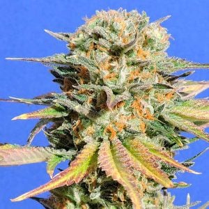 semilla feminizada Bruce Banner #3 Original Sensible Seeds