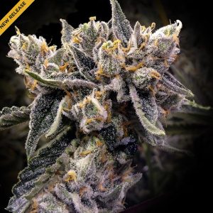 Bruised Banana 3 u. fem. DNA Genetics