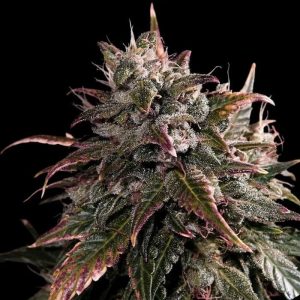 semillas feminizadas Bubble Bath para cultivo