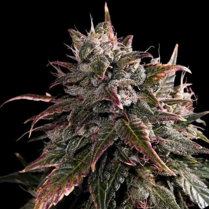 semillas feminizadas Bubble Bath para cultivo