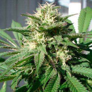 Bubble Bud Black Skull Seeds