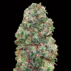 semillas feminizadas Bubble Gum de 00 Seeds para cultivo