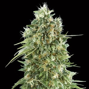 Bubble Gum CBD 00 Seeds