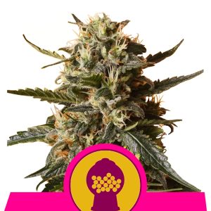 Bubble Gum XL Royal Queen