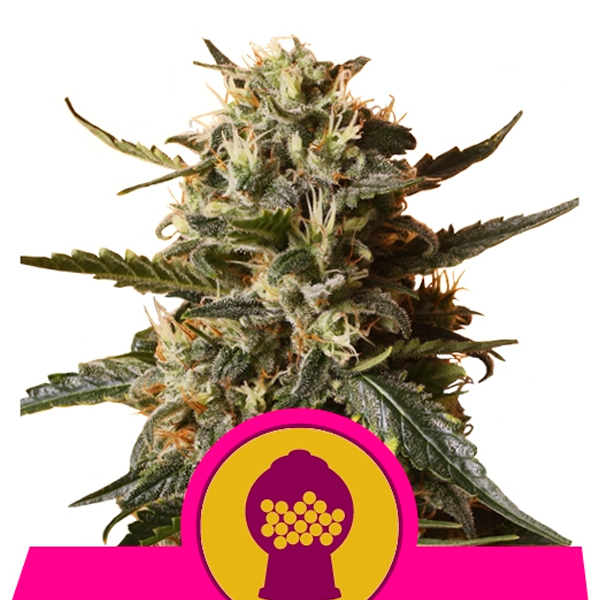 Bubble Gum XL Royal Queen