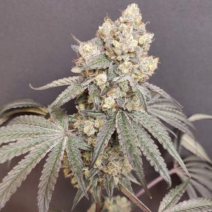 Bullshit 4 u. Seeds of Anarchy