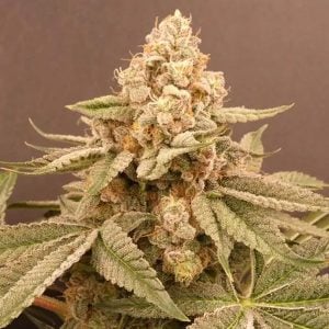 Semillas feminizadas Buzz Bunny 3+1 de Bask Triangle Farms para cultivo