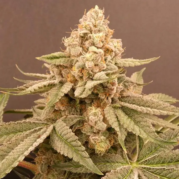 Semillas feminizadas Buzz Bunny 3+1 de Bask Triangle Farms para cultivo