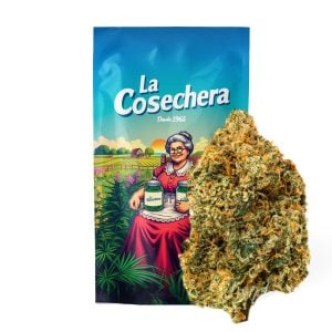 Primer plano de flores CBD Girl Scout Cookies con cristales y tonos verdes, uso aromático y decorativo