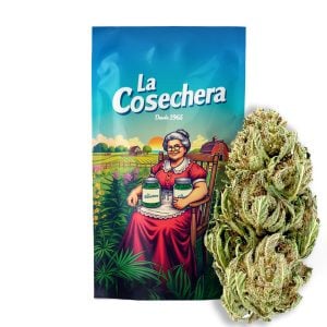 Flores naranjas de CBD La Cosechera Orange Cali para uso aromático y cosmético en grow shop