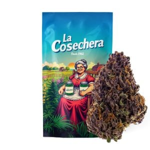 Detalle de flores CBD Purple Haze La Cosechera con tricomas y tonos morados en cultivo indoor para uso aromático y cosmético
