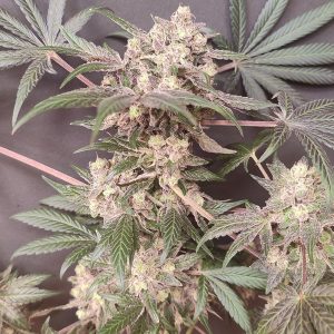 Cabin Fever 4 u. Seeds of Anarchy