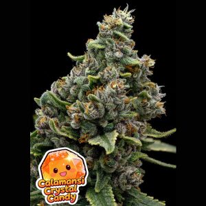 Semillas feminizadas Calamansi Crystal Candy de Anesia Seeds para cultivo