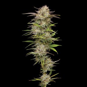semillas feminizadas California Haze de Humboldt Seeds Company