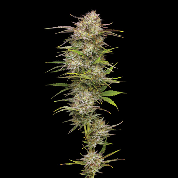semillas feminizadas California Haze de Humboldt Seeds Company