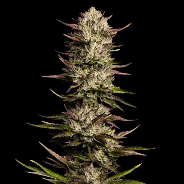 semillas feminizadas California Octane de Humboldt Seeds Company para cultivo