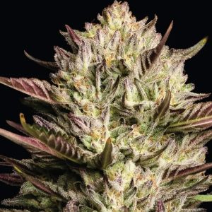 Semillas feminizadas California Octane Triploid de Humboldt Seeds Company