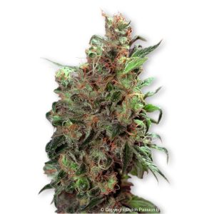 California Orange 1 u. fem. Dutch Passion