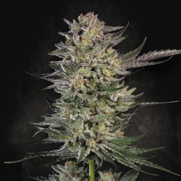 Candy Breath Paradise Seeds