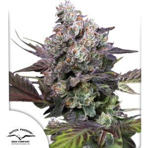 Semillas feminizadas Candy Bubatz XL de Dutch Passion para cultivo
