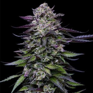 semillas feminizadas Candy Hustle Humboldt Seeds Company