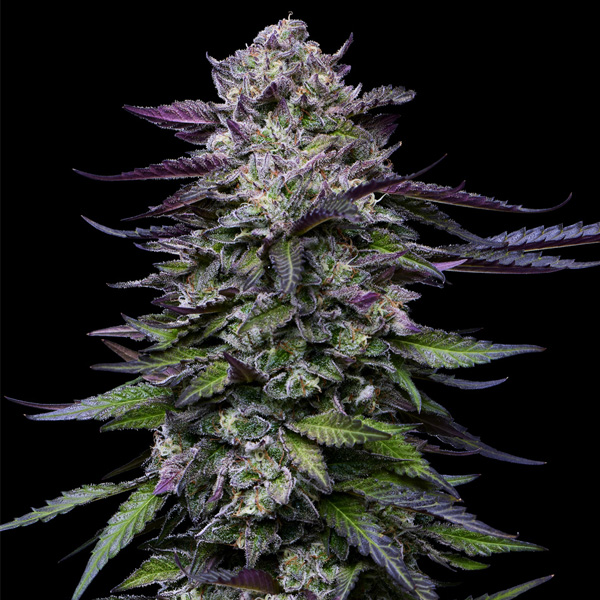 semillas feminizadas Candy Hustle Humboldt Seeds Company