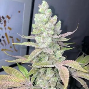 semillas feminizadas Candy Lime para cultivo de marihuana