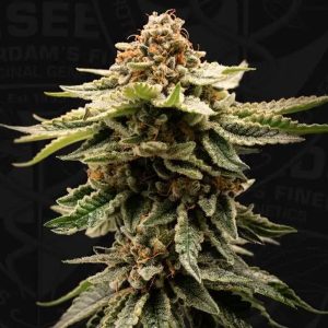 CandyBelt 6+1 u. fem. T.H. Seeds