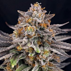 CandyGaz Ripper Seeds