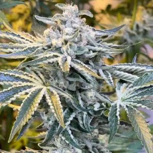 Candy´n Cream 4 u. fem ZmoothieZ