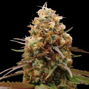 semillas feminizadas CaramErMa de Advanced Seeds para cultivo