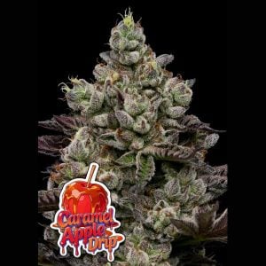 semillas feminizadas Caramel Apple Drip de Anesia Seeds