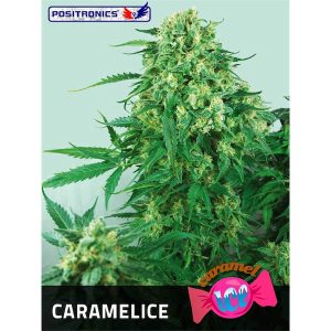 semillas feminizadas Caramelice de Positronics Seeds para cultivo