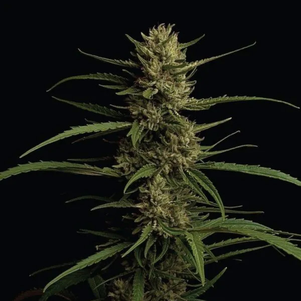 semillas feminizadas Caribbean Queen de Humboldt Seeds Company para cultivo